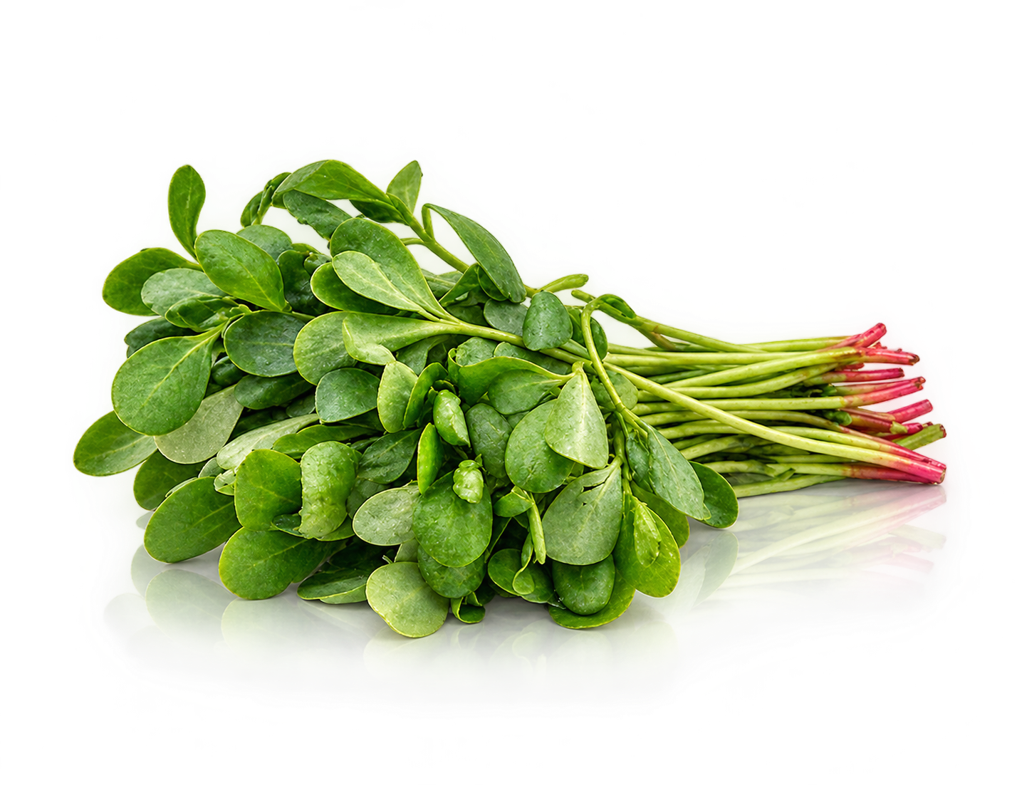 Purslane Extract