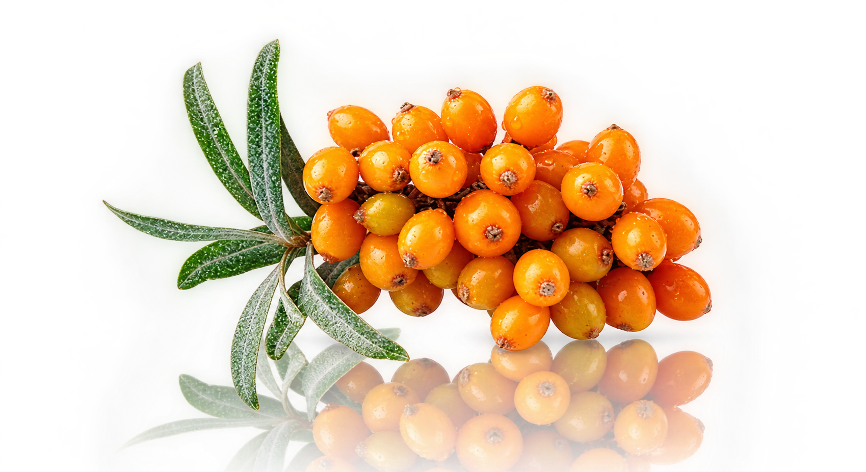 Sea Buckthorn Berry